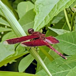 Libelle