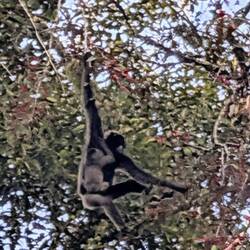 Gibbon mit Baby (Grenze meiner Kamera)