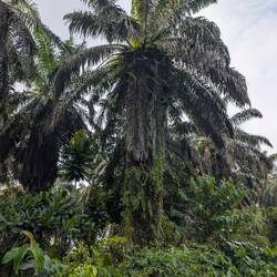 Palmölpalme wird zurückerobert von der Natur