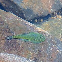 Fisch im Wasserfall