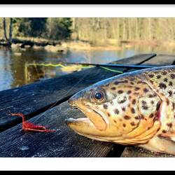 Forellen werden auch gefangen