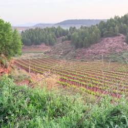 Wine country