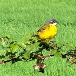 A Western Yellow Wagtail