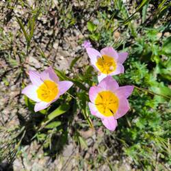 Wildtulpe