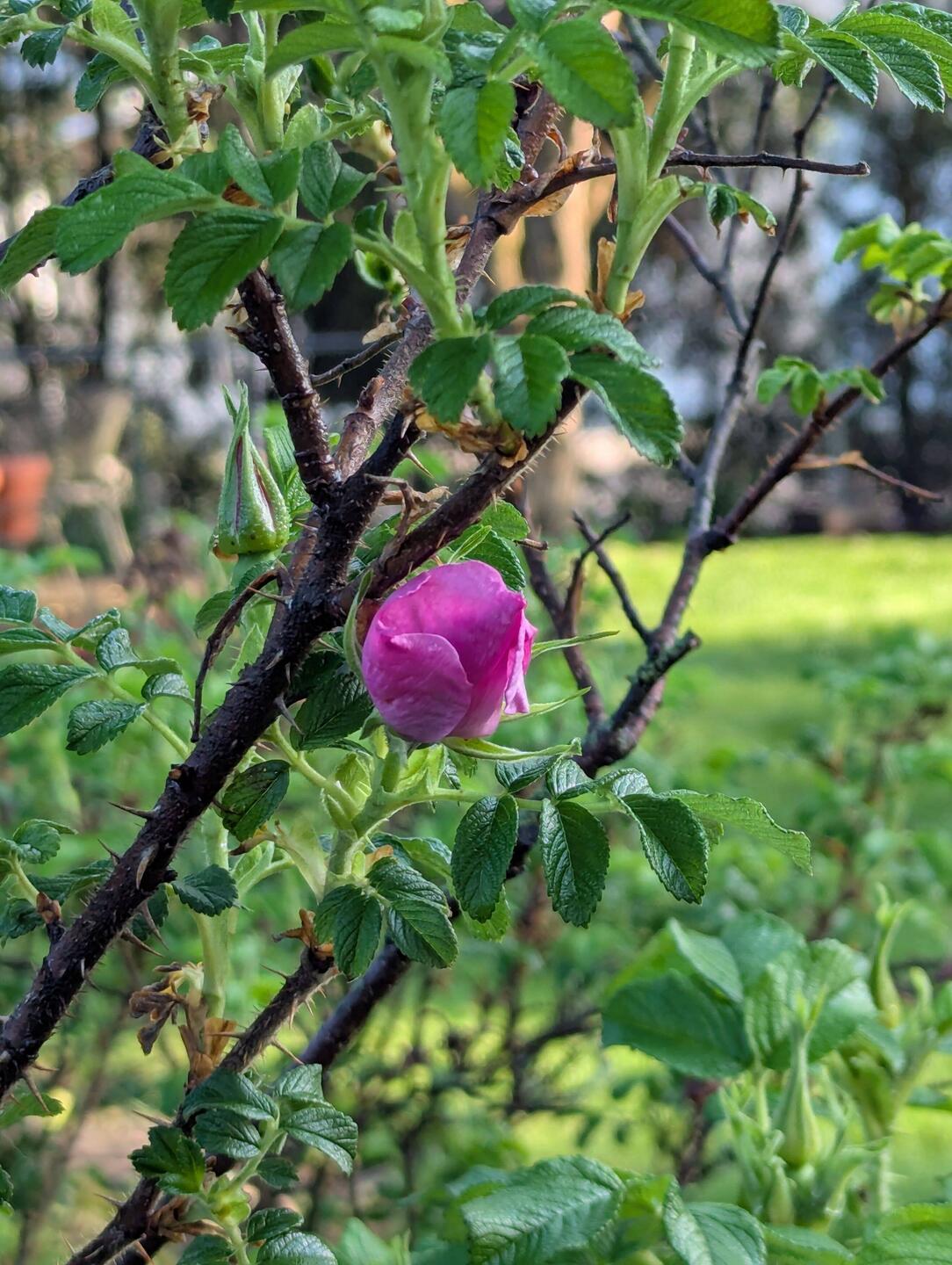 Rugo is already blooming!