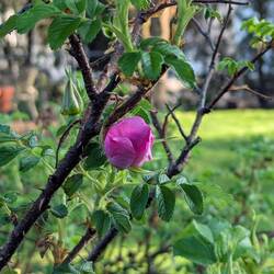 Rugo is already blooming!