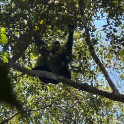 2 Schwarzhandgibbons (50m hoch über uns im Baum)