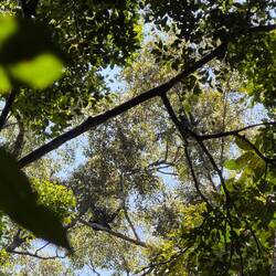 Suchbild mit 2 Schwarzhandgibbons