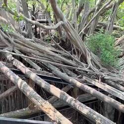The "Anping Treehouse," formed by a single banyan tree