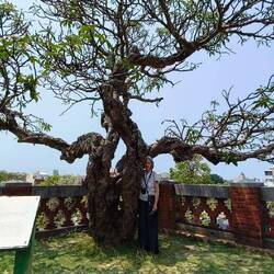 On the Tower grounds