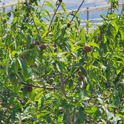 Plums?