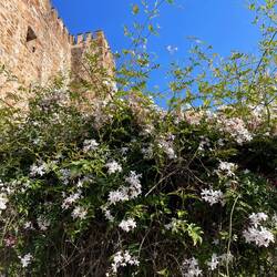 Der Duft der Jasminblüten ist schon 5 Meter vorher zu riechen.