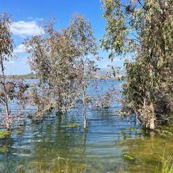 Die Bäume am Ufer des Stausees stehen noch nicht so lange im Wasser.