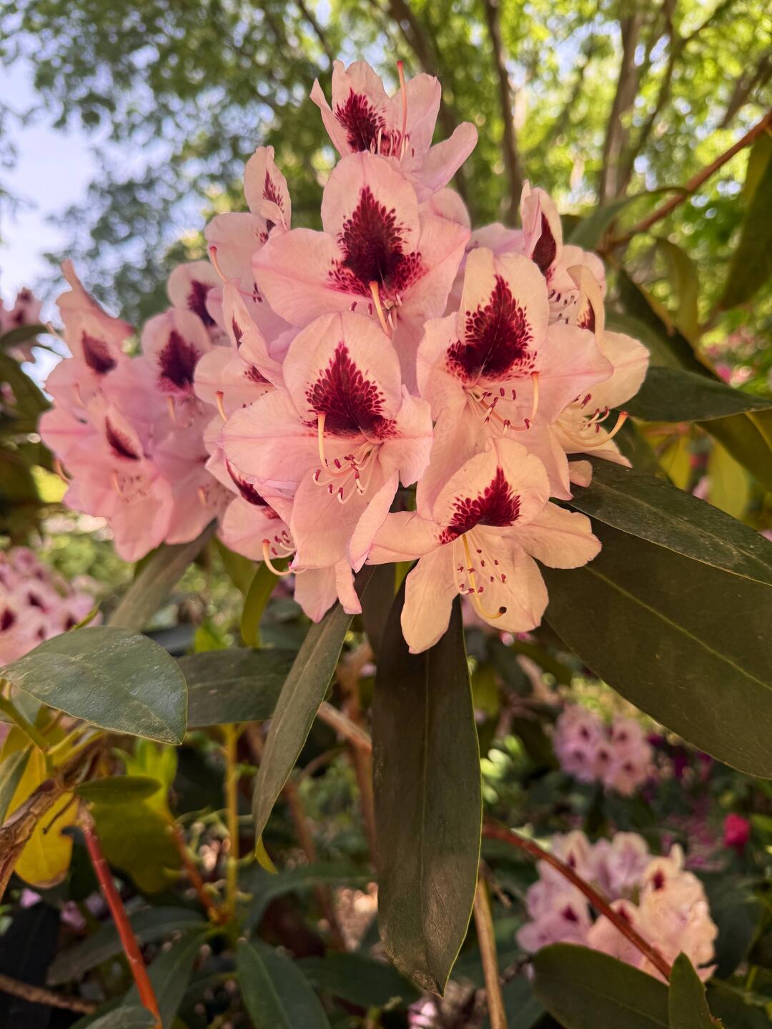 Rhododendron
