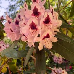 Rhododendron
