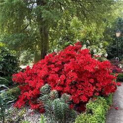 Azalea