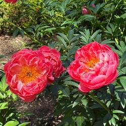 Peony