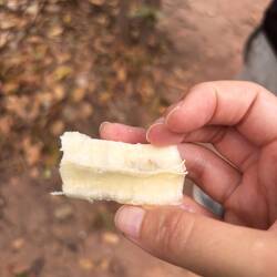 Maniok (eine Wurzelpflanze, ähnlich Kartoffelersatz)