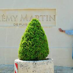 Remy Martin haben wir besichtigt