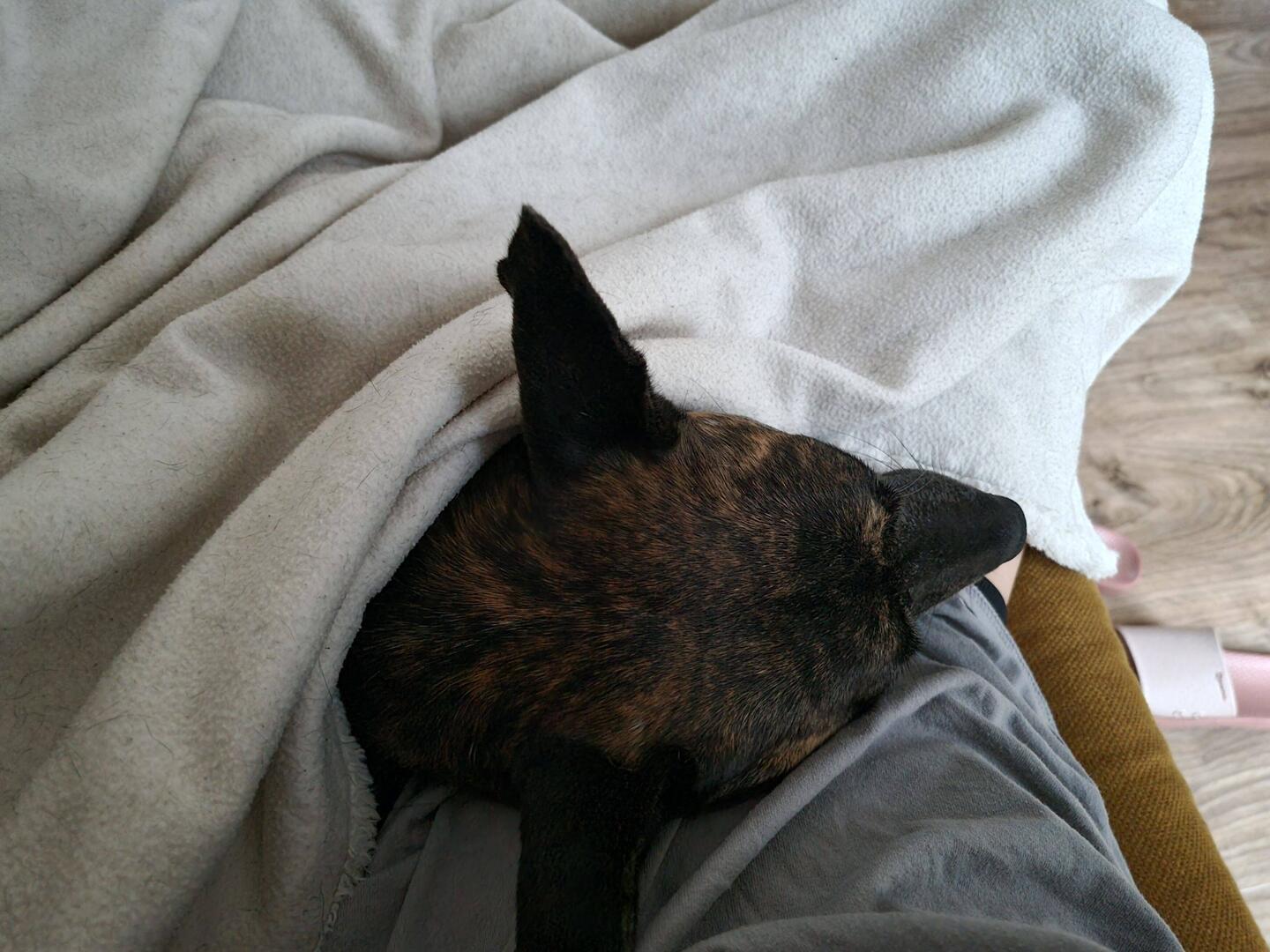 Natürlich wird auch hier morgens gekuschelt.