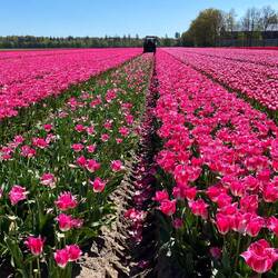 Hier werden die Tulpen gerade geköpft