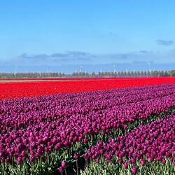 Seltenere Farbe