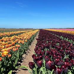 Fast schwarze Tulpen