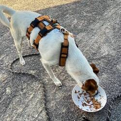 Louie mäkelt die letzten Tage an seinem Futter rum. Heute hat er von Gela bekommen, das war lecker
