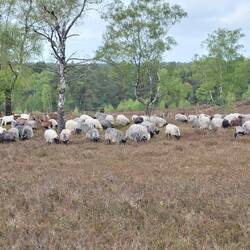 Was für ein Glück - die ersten Heidschnucken😘