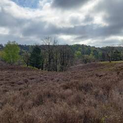 Fischbeker Heide