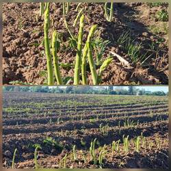 Haben uns gefragt warum der Spargel da so alleine gelassen wird