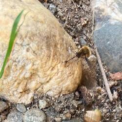 Look at the stinger! And a rock?