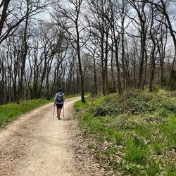 In the naked oak forest
