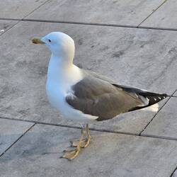 Begegnung beim Abendspaziergang