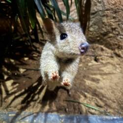 No sabía que los wombats eran tan cuquis