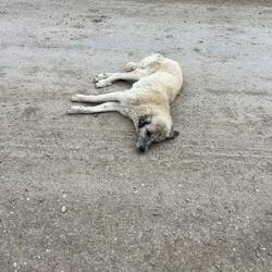 Toujours les chiens présents sur les routes dont on se méfie car certains sont très agressifs!