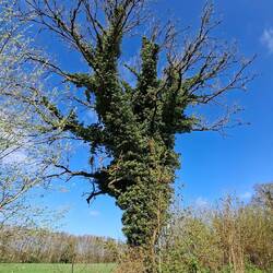 Unglaublich - der Baum wird verschluckt