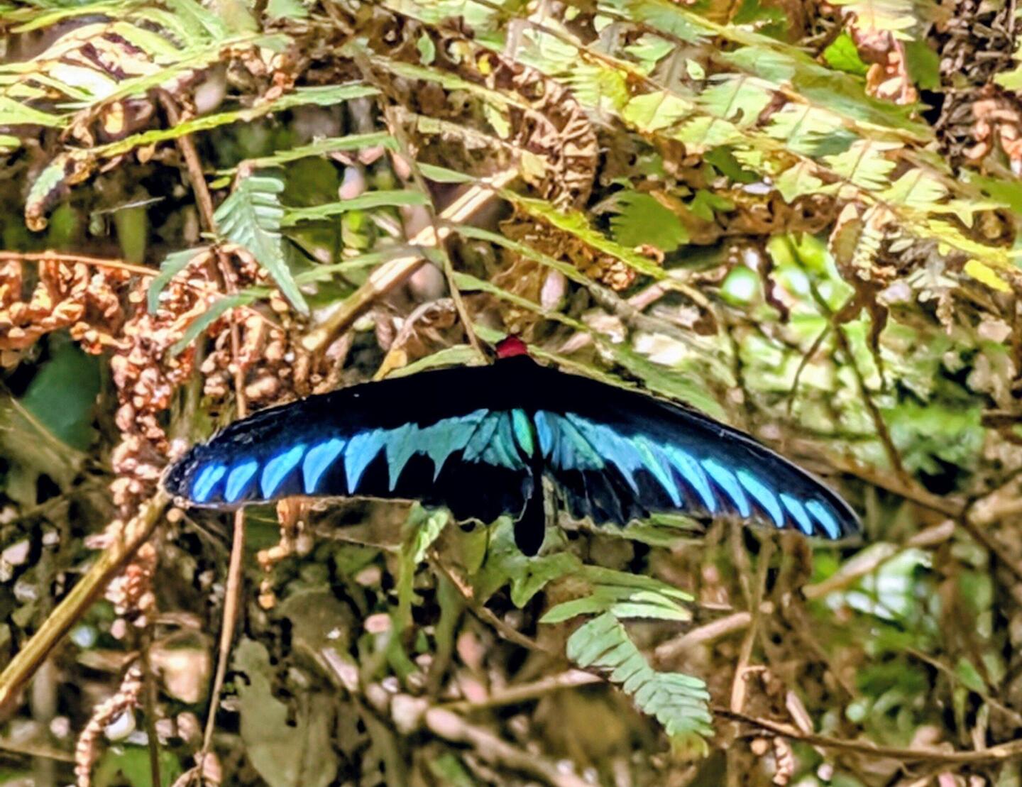 Rajah Brooke’s Birdwing (>15cm Flügelweite)
