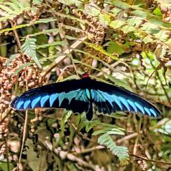 Rajah Brooke’s Birdwing (>15cm Flügelweite)