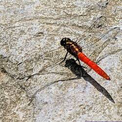 Libelle