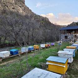 Emin's bees!
