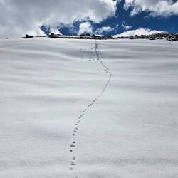 Goat tracks in the snow!