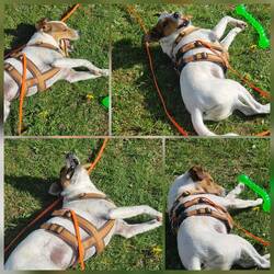 Knabbern im Baldrian-Liege-Style