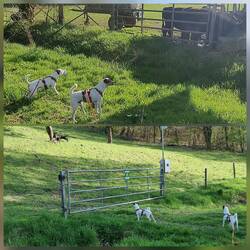 😱 Kühe..Unheimlich