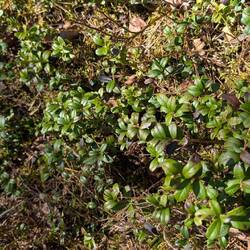 In 4 bis 5 Monaten muss hier alles voller Preiselbeeren sein