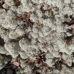 Der ganze Waldboden ist mit diesen Flechten bedeckt
