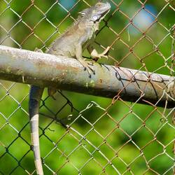 Leguan