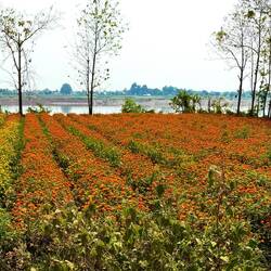 The Mekong is still our companion.