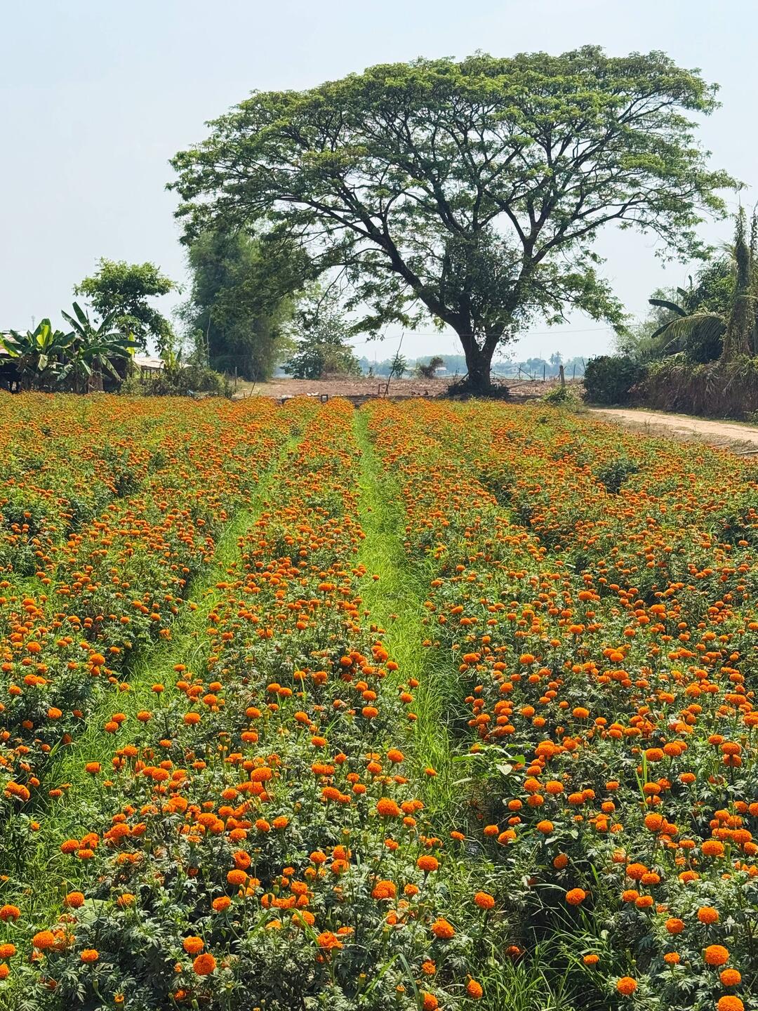 Crops of marigold flowers brightened the view, and the smells.