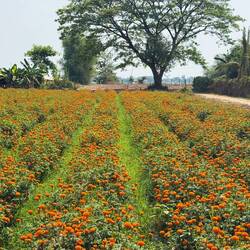 Crops of marigold flowers brightened the view, and the smells.